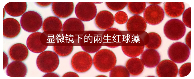 艾詩(shī)特蝦青素