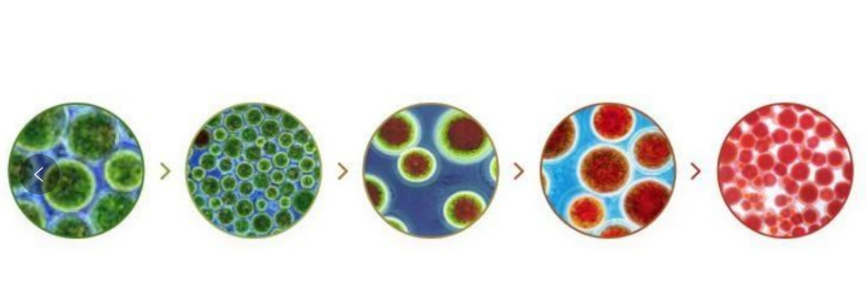 艾詩特蝦青素 艾詩特蝦青素