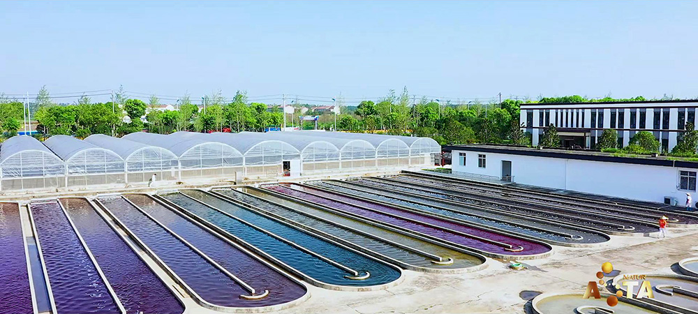 艾詩(shī)特蝦青素 艾詩(shī)特蝦青素