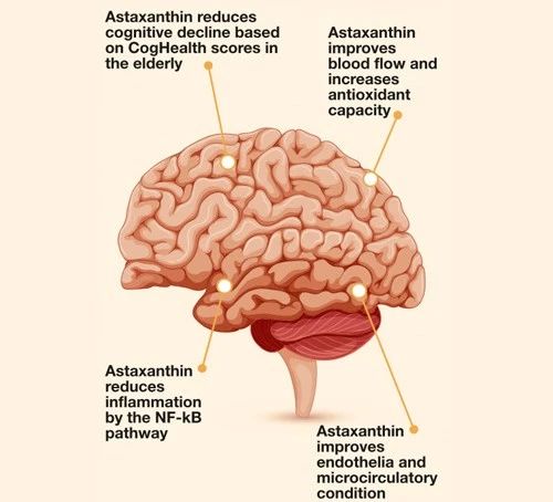 艾詩(shī)特蝦青素