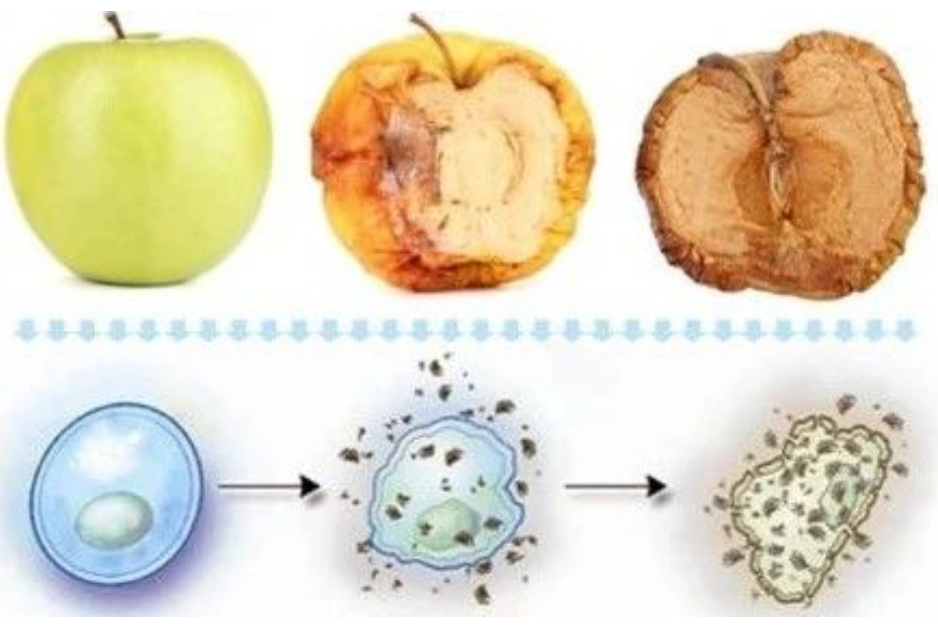 艾詩(shī)特蝦青素