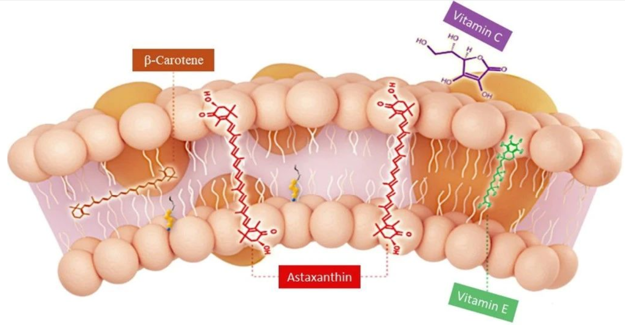 艾詩(shī)特蝦青素