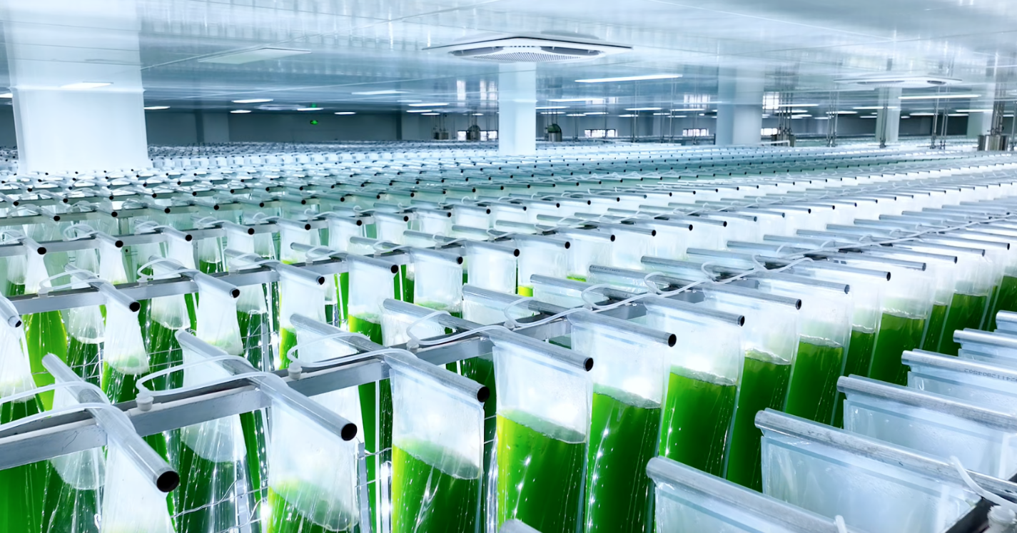 艾詩(shī)特蝦青素 艾詩(shī)特蝦青素