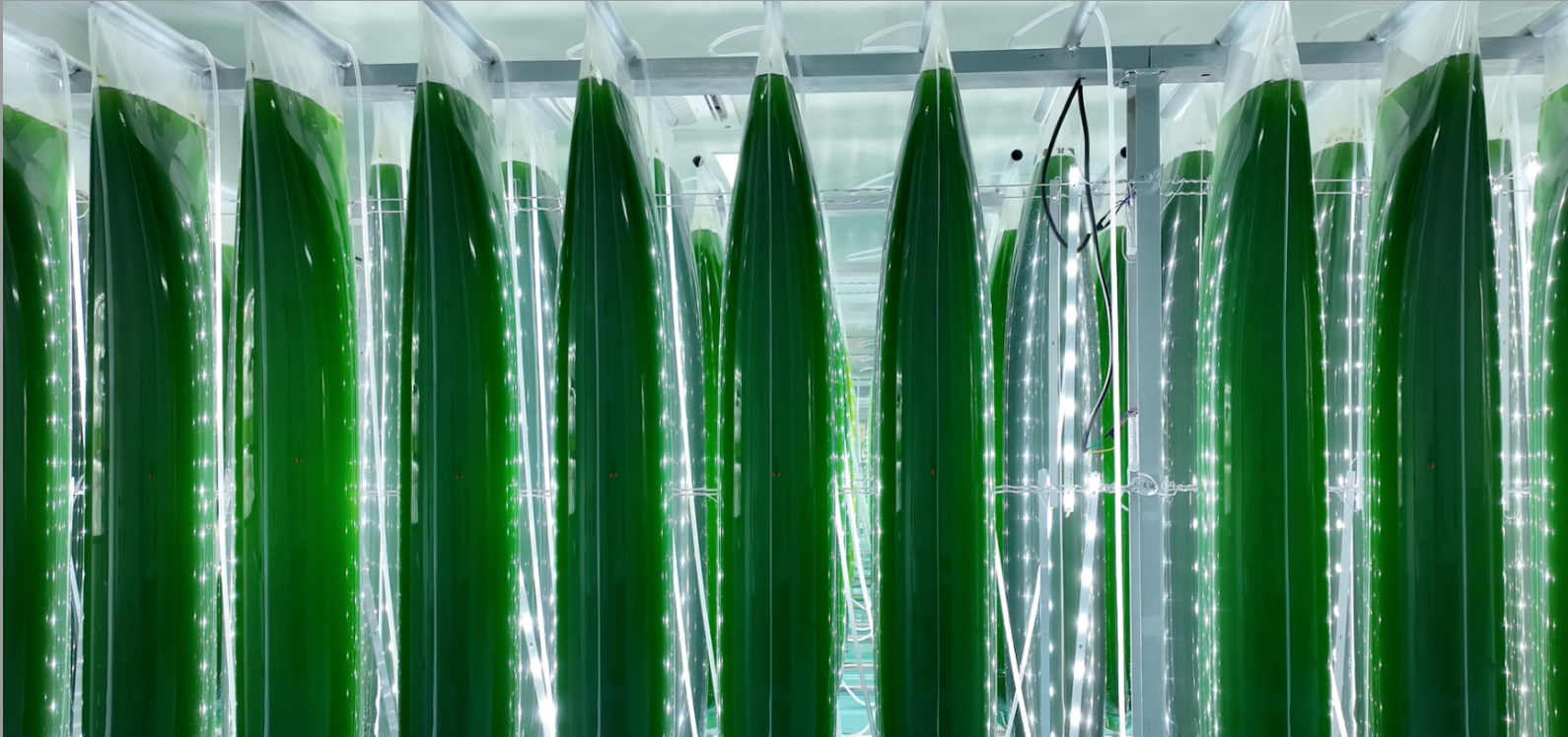 艾詩(shī)特蝦青素 艾詩(shī)特蝦青素