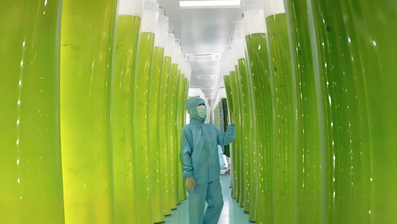 艾詩(shī)特蝦青素 艾詩(shī)特蝦青素