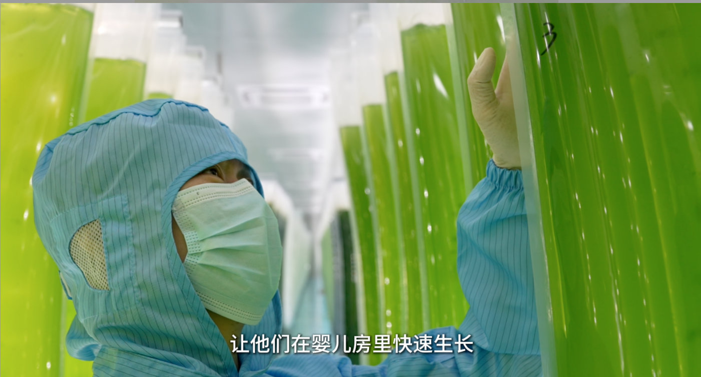 艾詩(shī)特蝦青素 艾詩(shī)特蝦青素