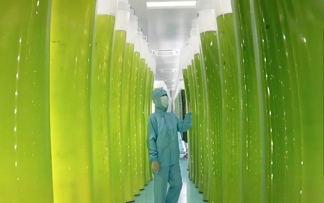 探秘全球先進的雨生紅球藻“育嬰房”：如何用科技“智造”蝦青素